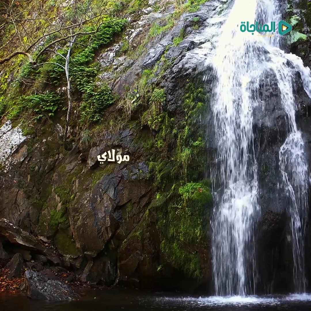 أملى رضاك 5