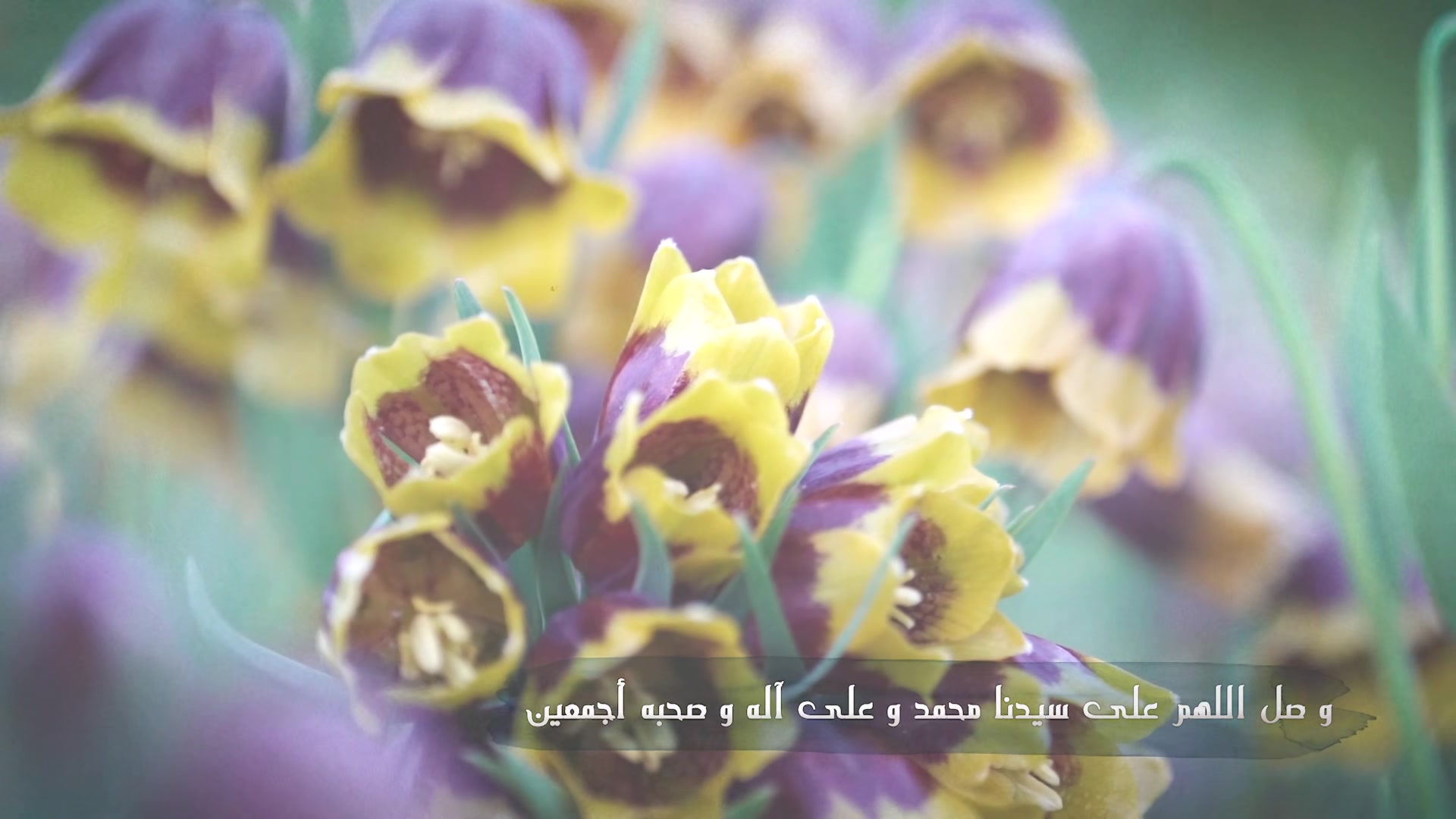 اللهم لك الحمد شكراً